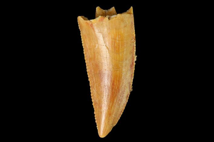 Serrated, Raptor Tooth - Real Dinosaur Tooth #163843
